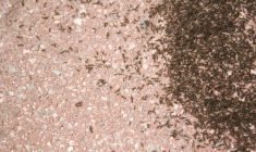 A colony of tiny ants swarming an area of the patio stone. It looks like coffee grounds.